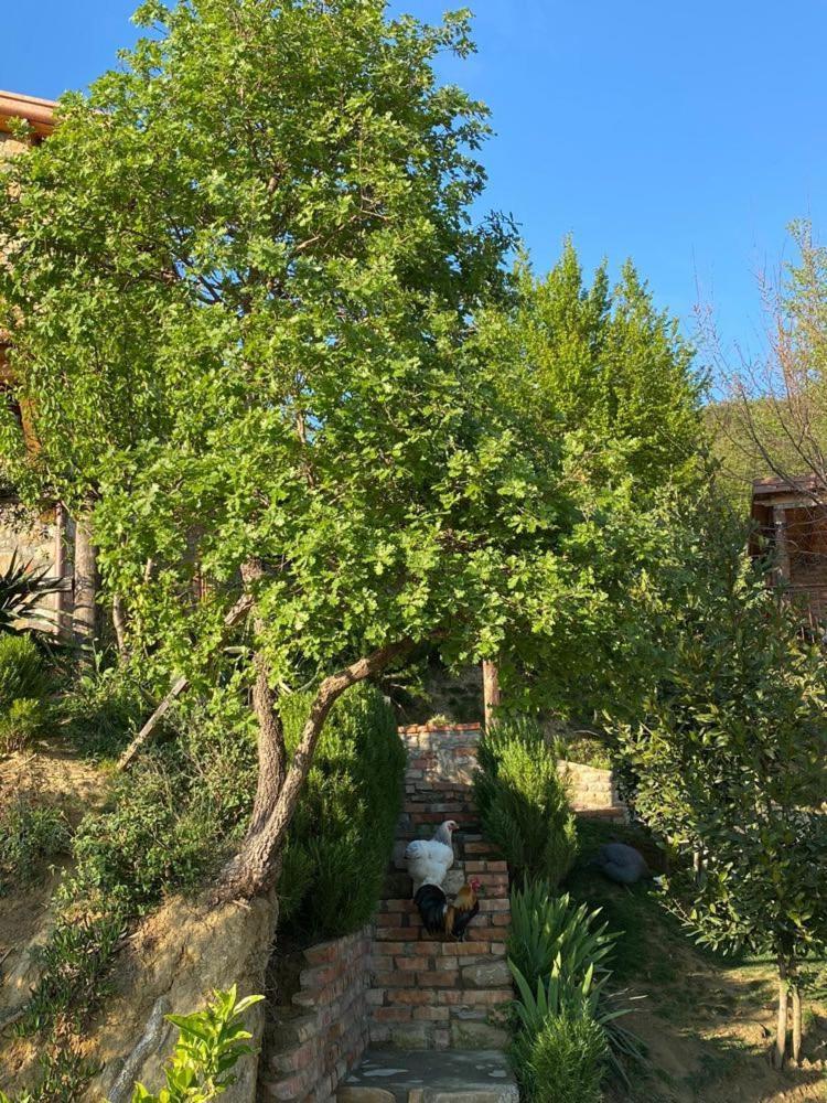 Bujtina Salko Villa Mucaj Exterior photo
